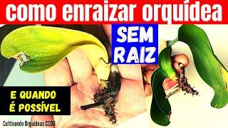 Como ENRAIZAR e salvar uma ORQUÍDEA SEM NENHUMA RAIZ