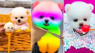 Cute Pomeranian Puppies Doing Funny Things 2024 | Cute and Funny Dogs | Part 2