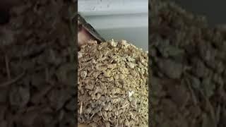 Swallow chicks in nest Blue Ridge Mountains #birdnest