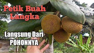 Buah mentawa tarap dari borneo,   Makan Buah tarap langsung petik dari pohonnya