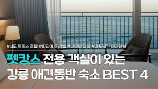 강릉 애견동반 숙소 BEST 4 | 세인트존스호텔, 파인아트 라벨, 나인원펜션, 경포 딩가 애견 펜션 | 펫캉스 떠나기 좋은 호텔&펜션 추천