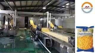 Automatic frozen sweet corn production line auto frozen fruit & vegetable processing plant