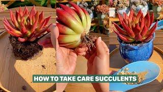 How to take care succulents: Repotting, Propagate, Water and Other Tips | 多肉植物 | 다육이들 | Suculentas