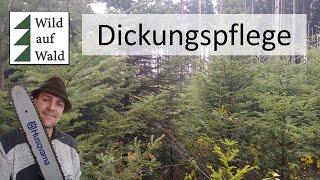 Dickungspflege