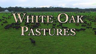 White Oak Pastures: A Model Regenerative Farm