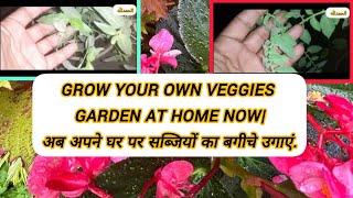 GROW YOUR OWN VEGGIES GARDEN AT HOME NOW|अब अपने घर पर सब्जियों का बगीचे उगाएं.