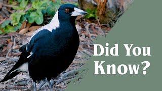 Australian Magpies - Everything you never knew