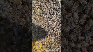 плодные маточки этого года #пчеловодство #bee #workerbee #beekeeper #beefeater #пчелы