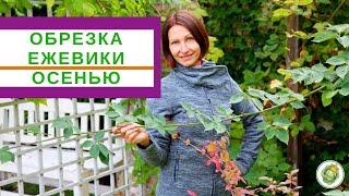 Осенняя обрезка и уход за ЕЖЕВИКОЙ