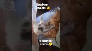 Грайливі котики