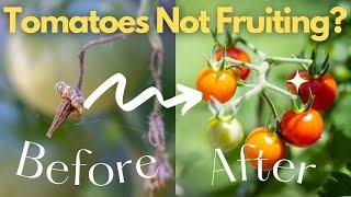 Tomato Plant Not Fruiting? Here's What You Need To Do!