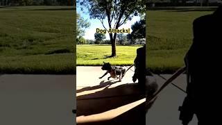 Dog Attacks Inline Skater #inlineskating #rollerblading #dogs #skatelife