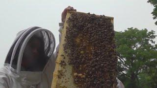 The return of the honeybees | FOX 5 News