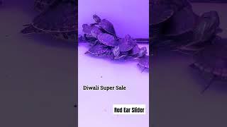 Diwali Super Sale #redearsliderturtle | Red Ear Slider In Mumbai | Contact:- 9867525242
