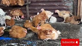 Never borrow MONEY to start a FARM. A guide to successful poultry farming as a business.