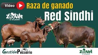 Raza de ganado bovina Red Sindhi