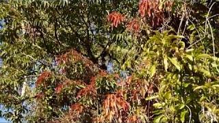 Canto de aves (Пение птиц)