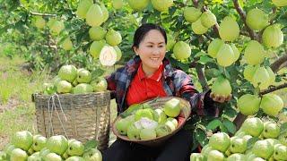 Harvest Apple Guava Garden goes to the market sell - meals on days alone | Emma Daily Life