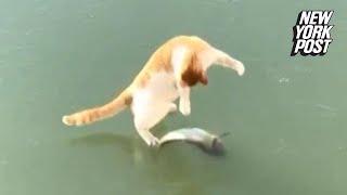 Cat Tries to Catch Fish in Frozen Lake | New York Post