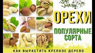 САЖЕНЦЫ ОРЕХОВОГО ДЕРЕВА. Какой ОРЕХ самый вкусный? Советы по выбору от АГРОМАРКЕТ.