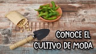 Como Y Cuando Sembrar Y Plantar Edamame - DESCUBRE EL CULTIVO DE MODA || La Huertina De Toni