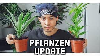 Pflanzen HAUL & Update  | RETTERBOX von Plantler (Unboxing)