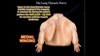 winged scapula , Long Thoracic Nerve  - Everything You Need To Know - Dr. Nabil Ebraheim