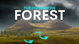 Scotland's Lost Mountain Forests Are Coming Back - here's how