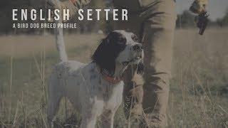 English Setter - Bird Dog Breed Profile