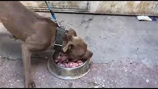 Aggressive Pitbull eating raw