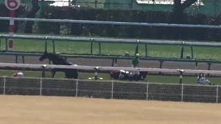 【多重落馬事故発生】障害戦で５頭落馬 1番人気2番人気も競走中止  【中山競馬場】