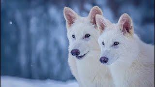 Dire wolves are back: The science behind Colassal's de-extinction
