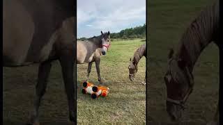 Fenya is having fun part 1 | Horse playing | Funny horse #horse #animals #shorts