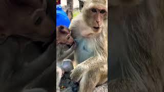 #Animakey #mom&baby#lovelymonkey#babysocute#viral#animals#youtube#shorts#like#Subscribe#