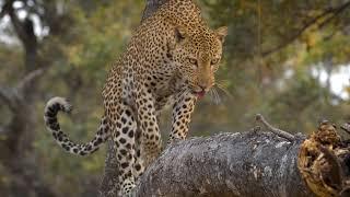 Get Close with Shenton Safaris