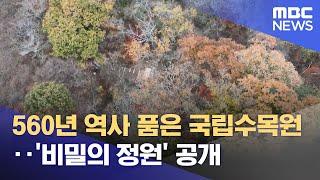 560년 역사 품은 국립수목원‥'비밀의 정원' 공개 (2024.11.25/뉴스투데이/MBC)