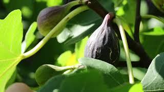 Pernette Noire Fig | Comprehensive Fig Variety Review - A Clear Upgrade of the Black Mission Fig