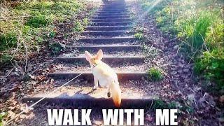 Can a Fox REALLY Walk on a Leash?