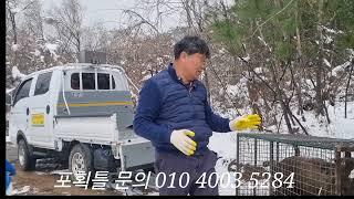 보급형 멧돼지 포획틀에 한군데 14마리째 옮기기 (문의 010 4003 5284)