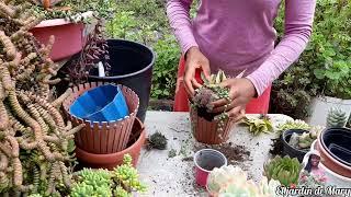 Maratón de trasplante 2/10 seguimos trabajando en el jardín  Año nuevo, sustrato nuevo 🪴