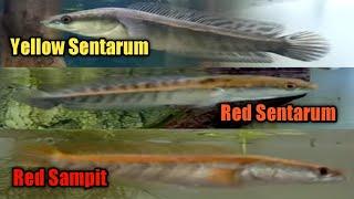 Perbedaan baby channa maru yellow sentarum red sentarum dan red sampit...