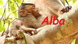 So Pity Poor Baby Monkey Alba Exhausted | Mom Anna Feeding Milk Baby | Newborn Babies Monkey