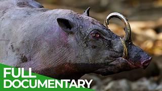 A Wildlife Odyssey - Southeast Asia's Island Paradise | Part 1 | Free Documentary Nature