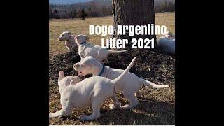 Dogo Argentino Litter 2021