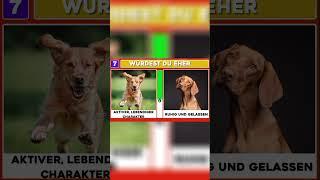 Würdest du eher? Hunde edition