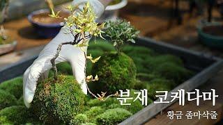 분재 코케다마 황금 좀마삭줄│Purda Bonsai