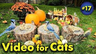 TV For Cats | Fall Harvest Special | Bird and Squirrel Watching | Video 17