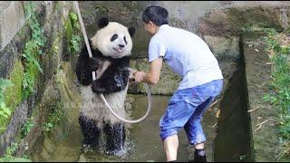 ️Baby panda Mang ChenChen standing up to take a bathat Chongqing Zoo 2022.06.29