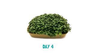 Back to the Roots Organic Broccoli Microgreens Grow Kit Timelapse