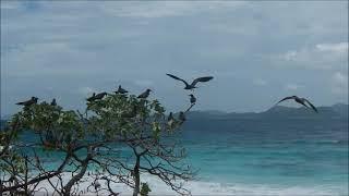 The birds of Aride Island Special Nature Reserve